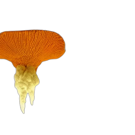 crown, flower, hair, umbrella, 3d render, photorealistic, golden, wheel transparent PNG cut-out