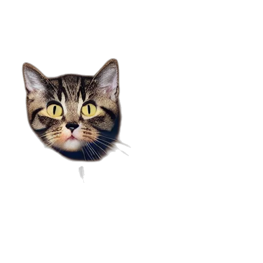 animal, face, creature, hat transparent PNG cut-out