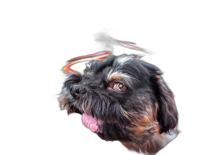 animal, creature, staff, face transparent PNG cut-out