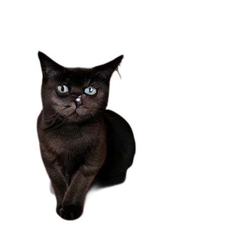 animal, staff, creature, face transparent PNG cut-out
