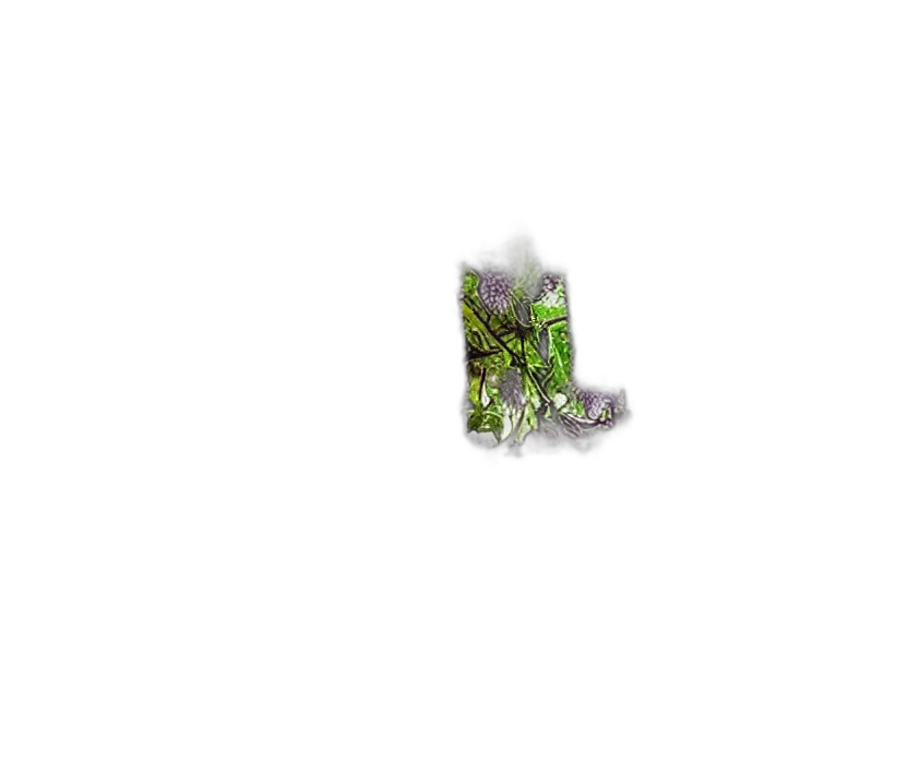 flower, tree, dragon, crown transparent PNG cut-out