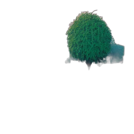 tree, crown, hair, hat transparent PNG cut-out