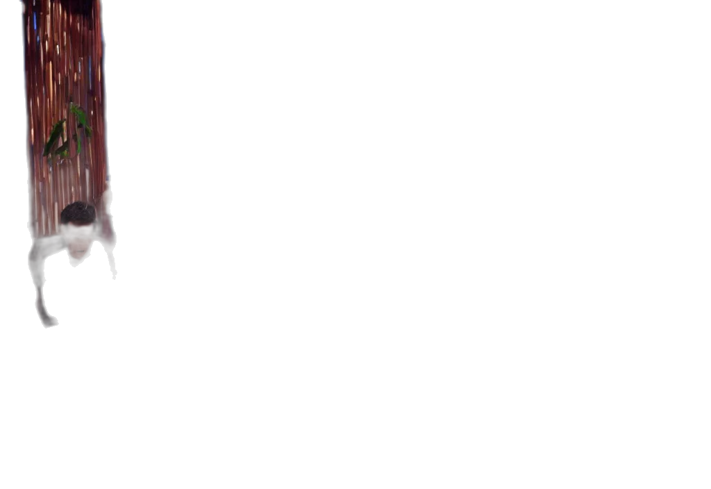 staff, face, hat, hair transparent PNG cut-out