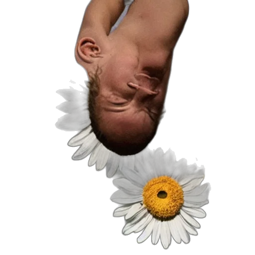 flower, face, creature, crown transparent PNG cut-out