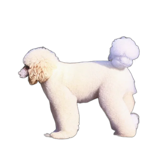 animal, creature, staff, hair transparent PNG cut-out