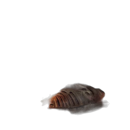 hair, animal, creature, food transparent PNG cut-out