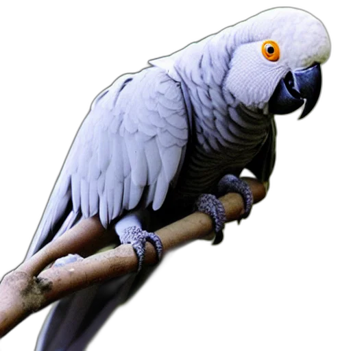 staff, animal, jewelry, weapon transparent PNG cut-out