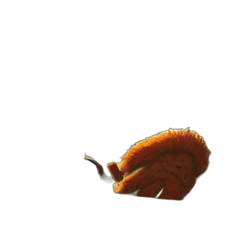 food, animal, hat, creature transparent PNG cut-out