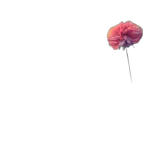 flower, umbrella, hat, weapon transparent PNG cut-out