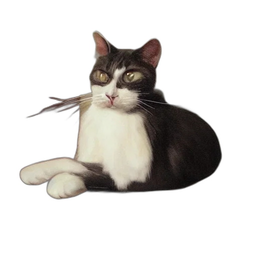 animal, staff, creature, hat transparent PNG cut-out