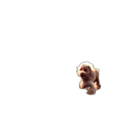 animal, creature, face, hair transparent PNG cut-out