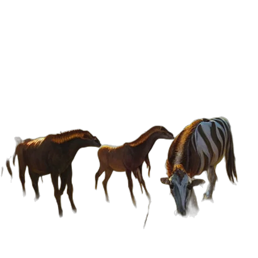 animal, hair, creature, staff transparent PNG cut-out