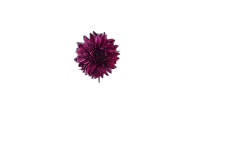flower, crown, jewelry, staff transparent PNG cut-out