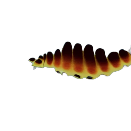 animal, creature, staff, crown, 3d render, underwater, scientific, textbook transparent PNG cut-out