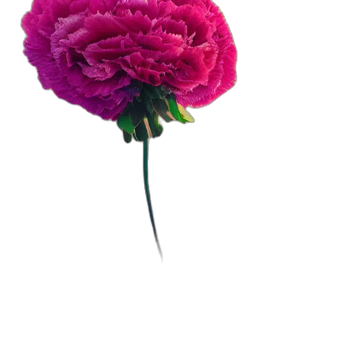 flower, crown, umbrella, jewelry transparent PNG cut-out