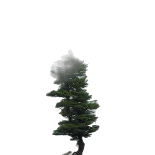 tree, creature, robot, hat transparent PNG cut-out