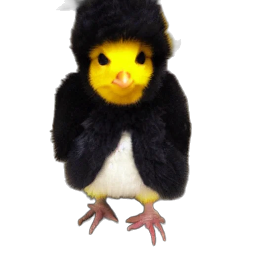 animal, hat, creature, jacket transparent PNG cut-out