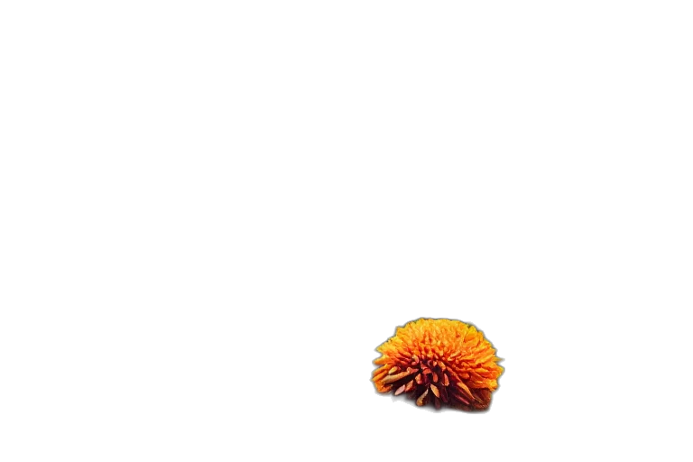 flower, hair, animal, food, 3d render, photorealistic, concept art, pixel art transparent PNG cut-out