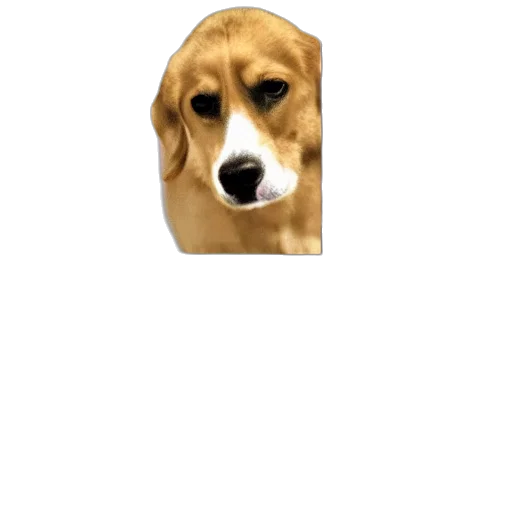 animal, face, hat, creature, pixel art, photorealistic, 3d render, concept art transparent PNG cut-out