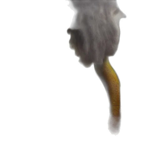 dragon, face, hair, creature transparent PNG cut-out