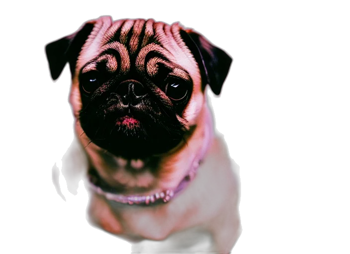 animal, creature, face, jewelry transparent PNG cut-out