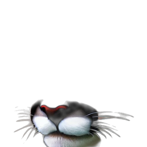 animal, hair, creature, hat transparent PNG cut-out