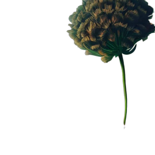 flower, crown, umbrella, hair transparent PNG cut-out