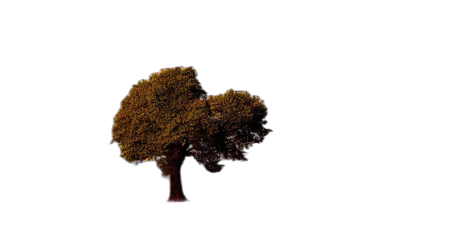tree, crown, hair, animal, 3d render, photorealistic, concept art, pixel art transparent PNG cut-out