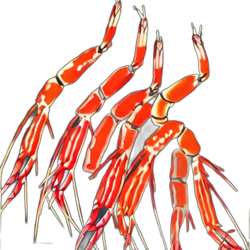 staff, animal, jewelry, weapon transparent PNG cut-out
