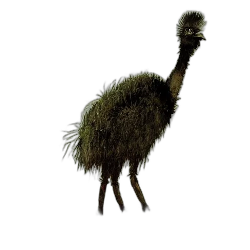 animal, creature, hair, hat transparent PNG cut-out