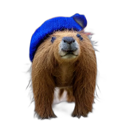 hat, animal, hair, creature transparent PNG cut-out