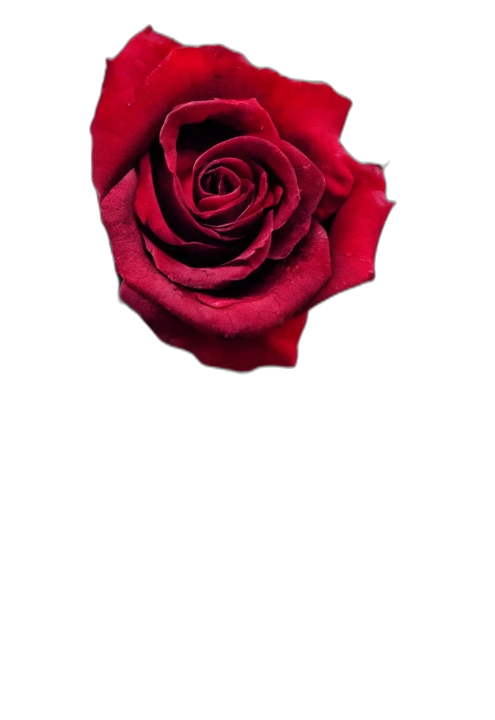 flower, crown, jewelry, staff, 3d render, photorealistic, red, beautiful transparent PNG cut-out