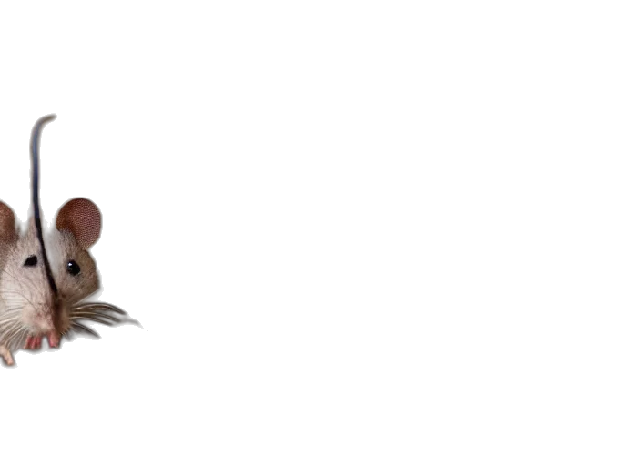 hat, staff, animal, hair transparent PNG cut-out