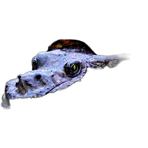 dragon, animal, creature, staff, photorealistic, 3d render, concept art, fantasy art transparent PNG cut-out