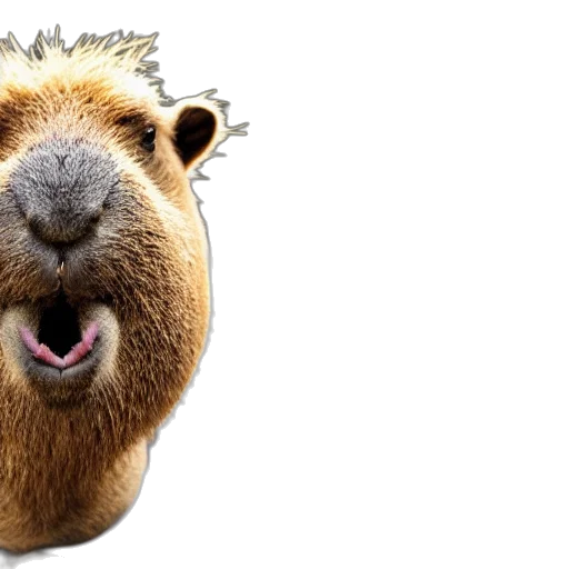 animal, face, creature, photorealistic, antropomorphic, capybara, wearing, suit transparent PNG cut-out