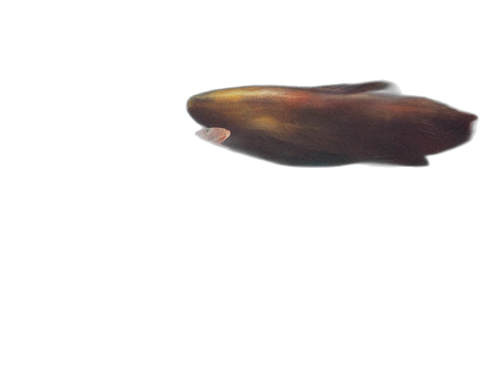 animal, staff, creature, hair transparent PNG cut-out