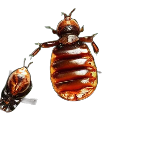 animal, jewelry, creature, food transparent PNG cut-out