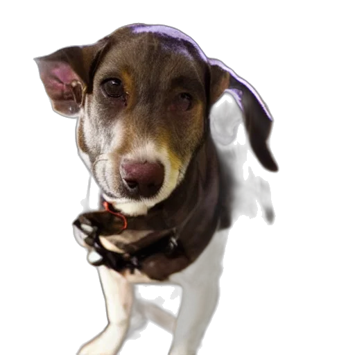 staff, animal, photorealistic, 3d render, blind, dog, meat, house transparent PNG cut-out