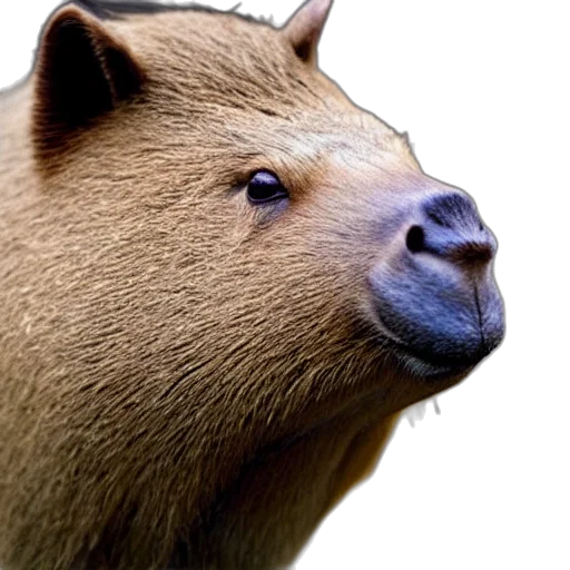 animal, creature, face, staff transparent PNG cut-out