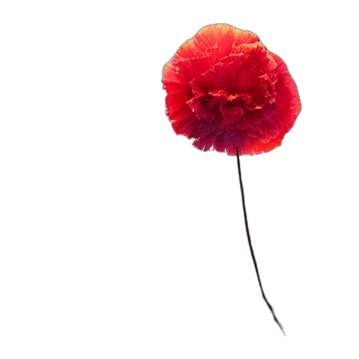 flower, crown, hat, umbrella transparent PNG cut-out