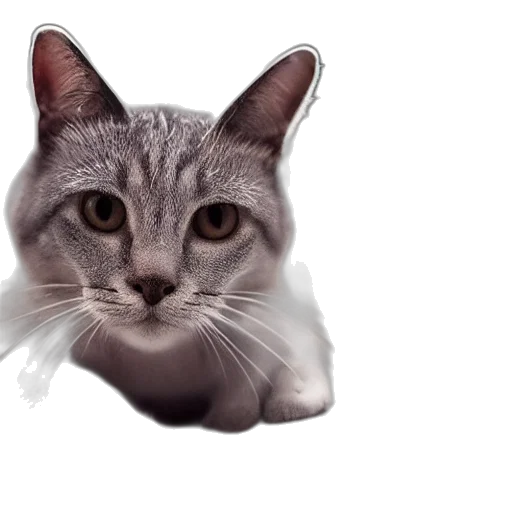 animal, creature, face, staff transparent PNG cut-out