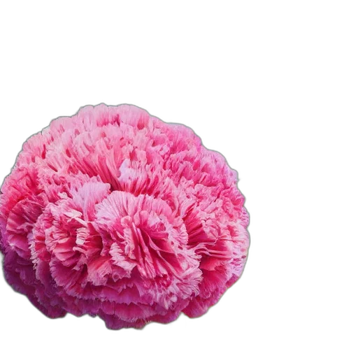 flower, crown, hat, umbrella transparent PNG cut-out