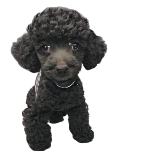 staff, animal, hat, creature, photorealistic, 3d render, oil painting, black transparent PNG cut-out