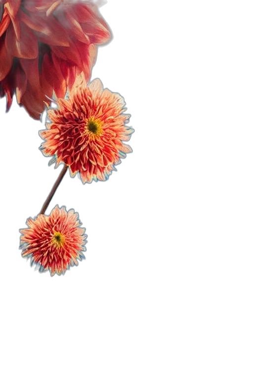 flower, crown, jewelry, staff, photorealistic, 3d render, oil painting, watercolor transparent PNG cut-out
