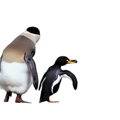 animal, creature, 3d render, concept art, duck, boxing, penguin transparent PNG cut-out