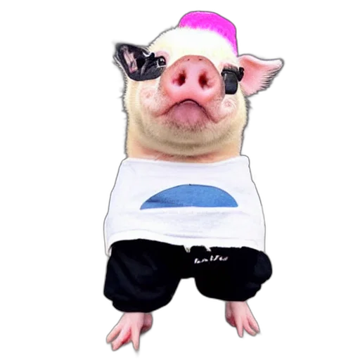 animal, creature, hat, face transparent PNG cut-out