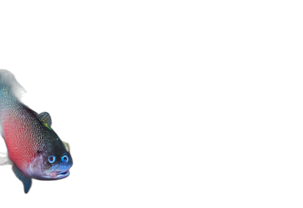 dragon, shoes, creature, hat transparent PNG cut-out