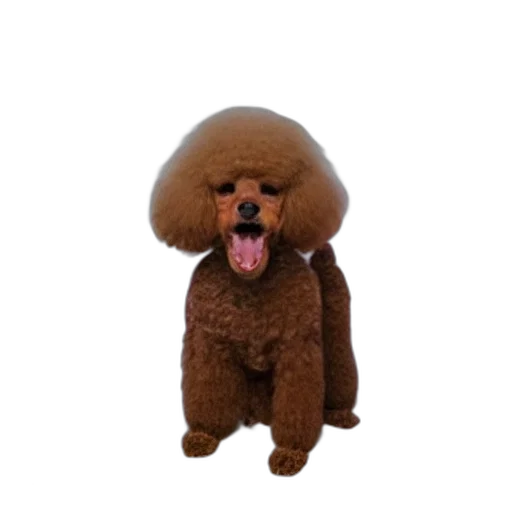 animal, creature, staff, hair transparent PNG cut-out