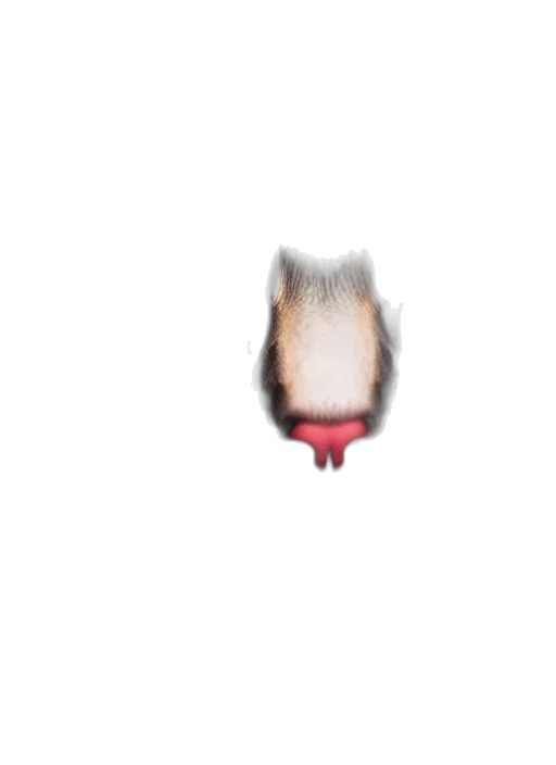 hair, animal, hat, creature, pixel art, 3d render, photorealistic, concept art transparent PNG cut-out