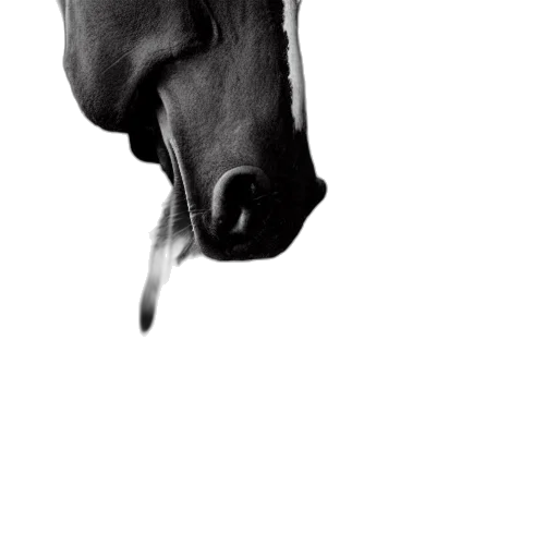 animal, mask, face, creature transparent PNG cut-out